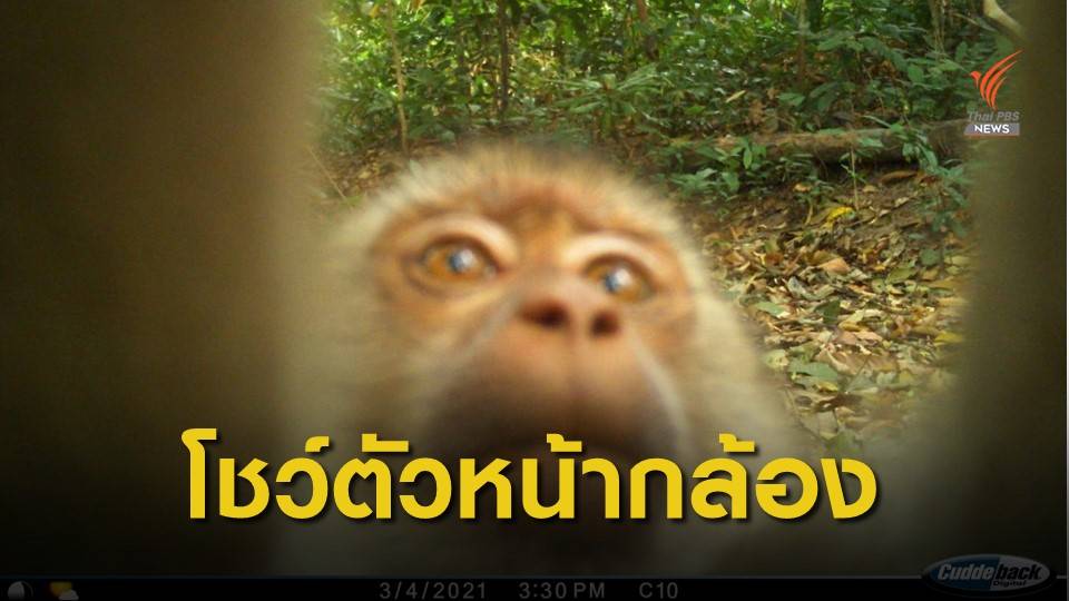 โชว์ตัวหน้ากล้องดักถ่าย เขตรักษาพันธุ์สัตว์ป่าภูสีฐาน