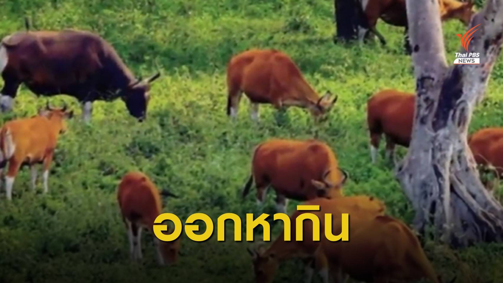 พบฝูงวัวแดงกว่า 40 ตัว ออกหากินในป่าห้วยขาแข้ง