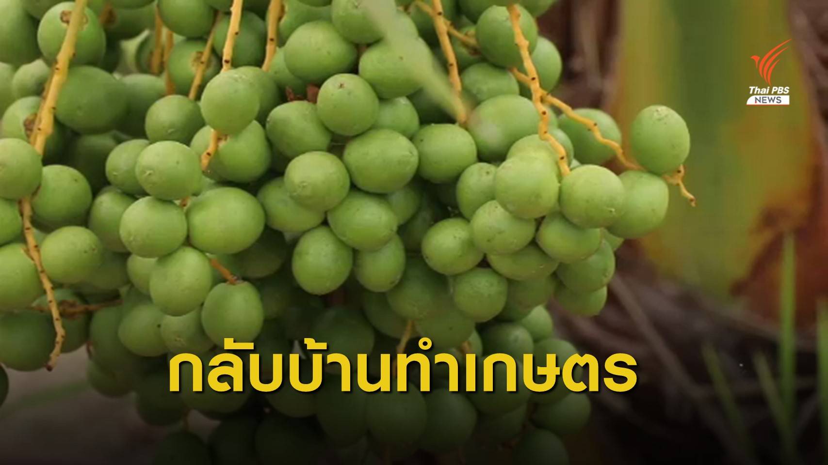 ช่างเสริมสวยเปลี่ยนอาชีพไปปลูกอินทผลัม