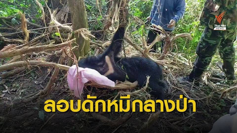 เย้ยกฎหมาย! ลอบดักหมีควายกลางป่าทับลาน