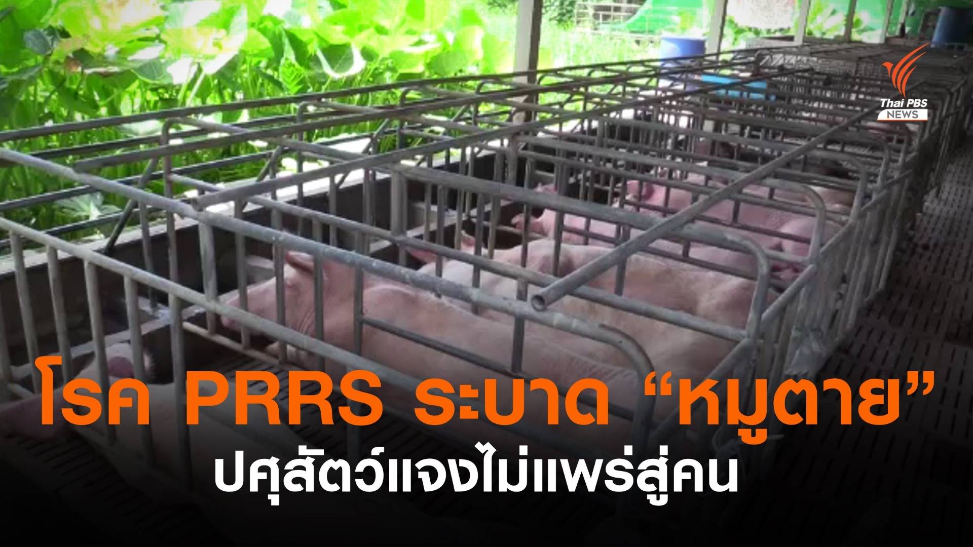 โรค PRRS ระบาด หมูในฟาร์มเมืองคอนติดเชื้อตาย ปศุสัตว์แจงไม่แพร่สู่คน ยังบริโภคหมูได้ปกติ