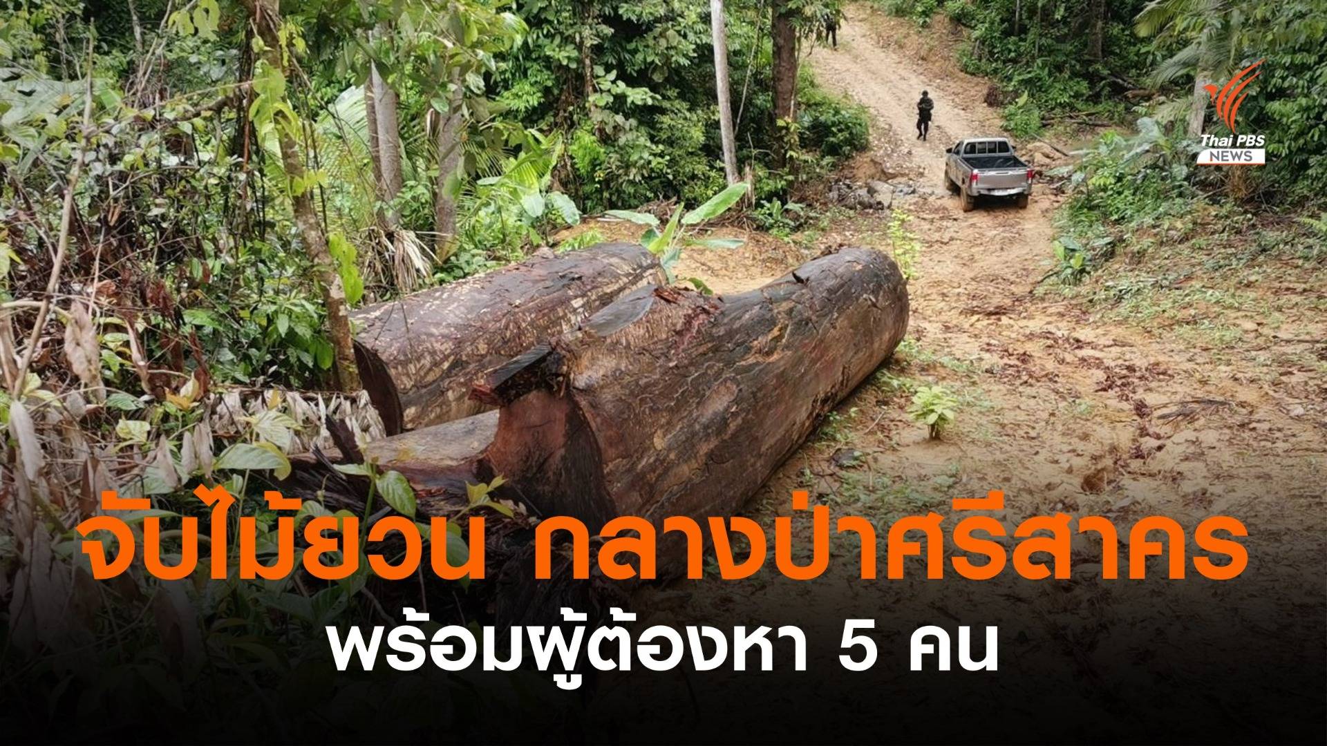 จับตัด “ไม้ยวน” ขนาดใหญ่ กลางป่าศรีสาคร พร้อมผู้ต้องหา 5 คน