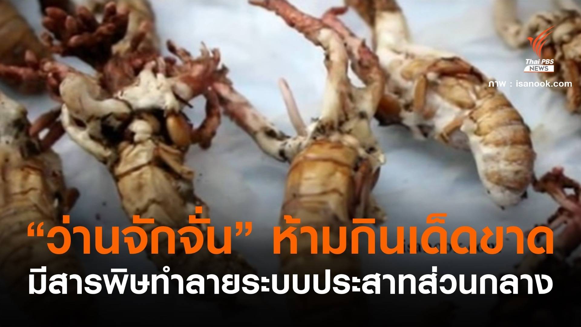 กรมอุทยานฯ เตือนห้ามกิน "ว่านจักจั่น" มีพิษทำลายระบบประสาทส่วนกลาง