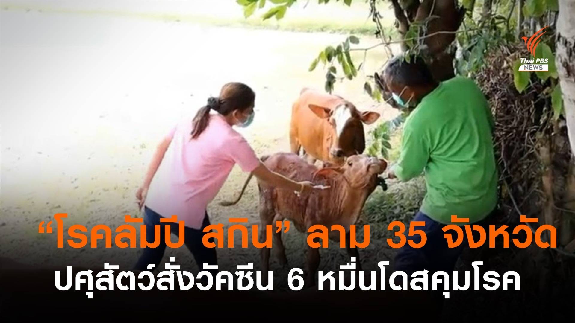 กรมปศุสัตว์ นำเข้าวัคซีน 6 หมื่นโดส คุม "โรคลัมปี สกิน" ระบาด 35 จังหวัด