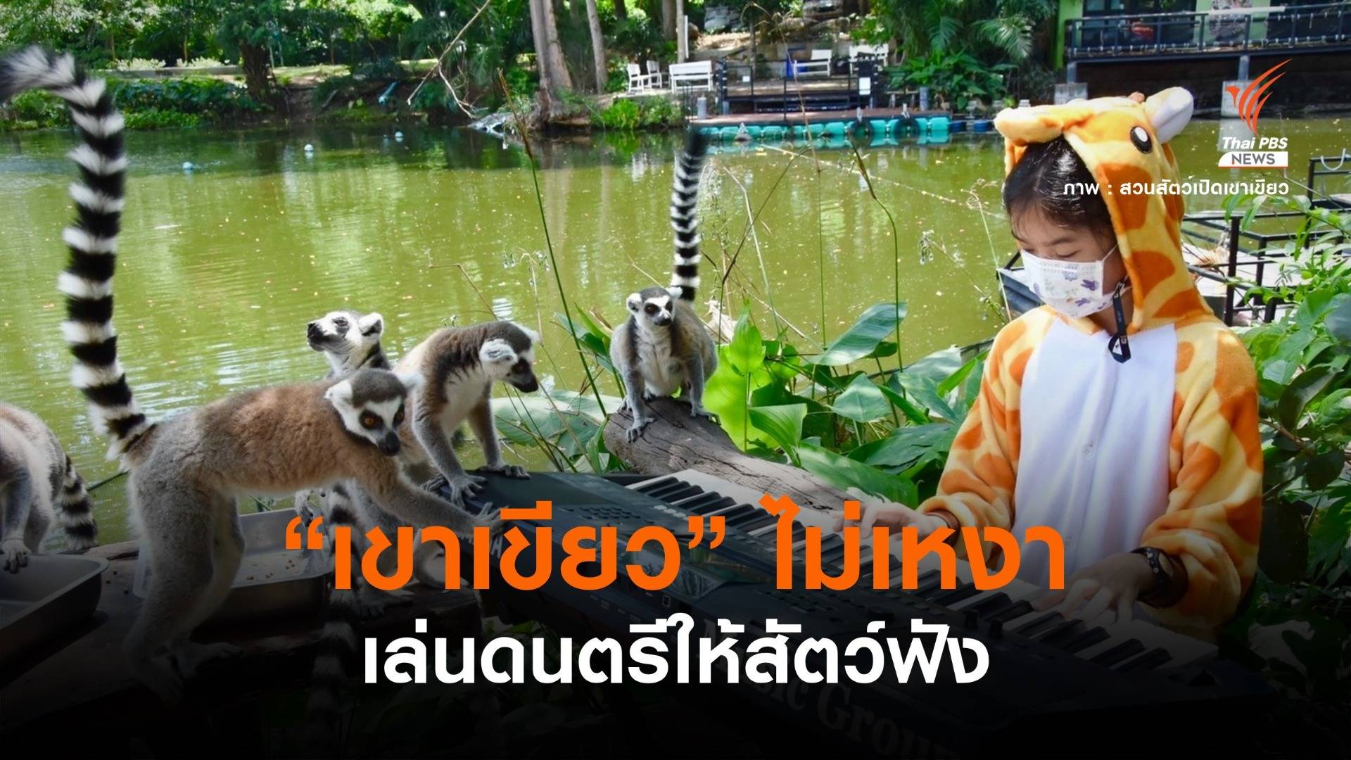 "เขาเขียว" คลายเหงา จัดศิลปินอาสาเล่นดนตรีให้สัตว์ฟัง