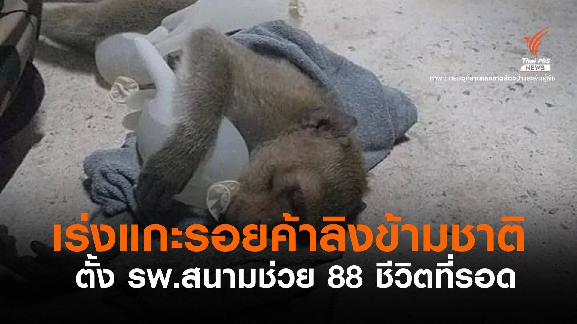 กรมอุทยานฯ ตั้งรพ.สนามช่วยชีวิตลิง 88 ตัว รอดค้าเปิบพิสดาร