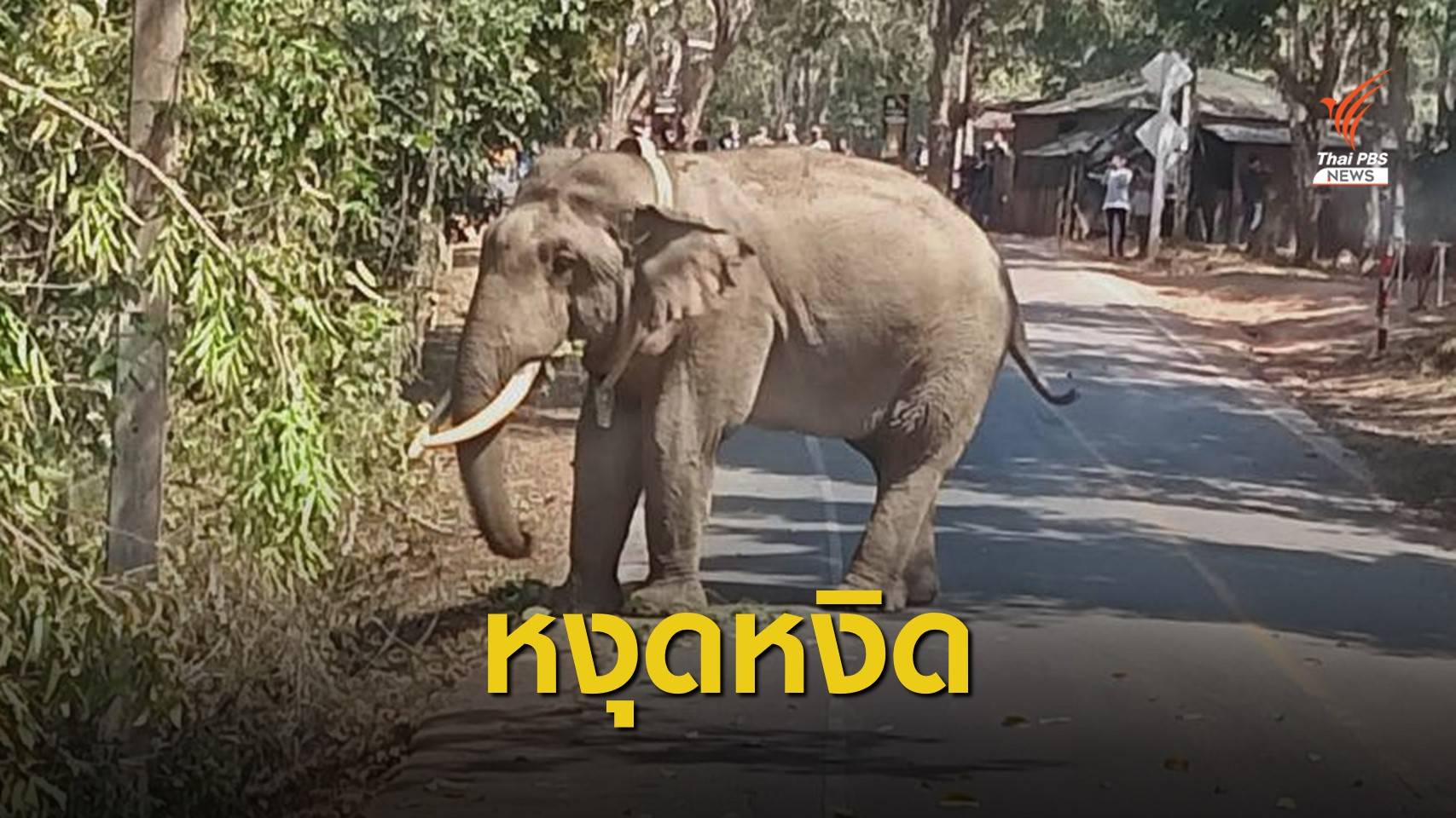 ติดปลอกคอ GPS คาดปม "เจ้าดื้อ" เครียดทำร้ายนักท่องเที่ยว