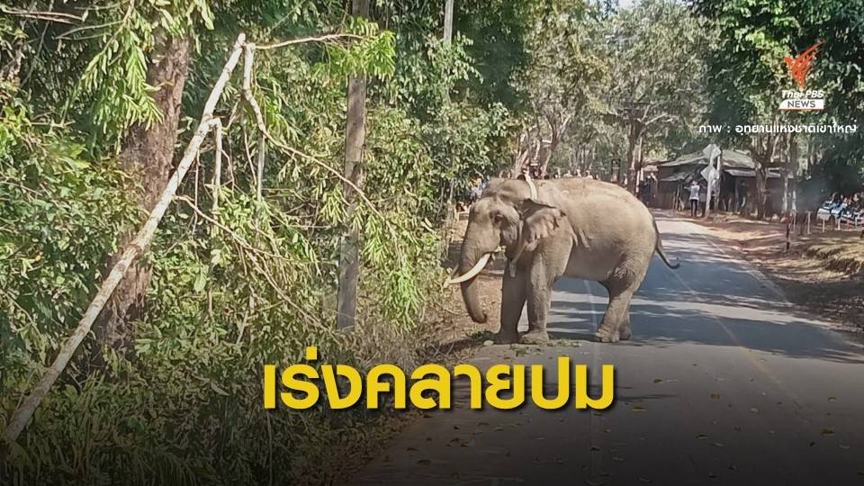 ตั้งกก.สอบเคลียร์ปม "เจ้าดื้อ"ทำร้าย นทท.-ยันปลอกคอยึดวิชาการ