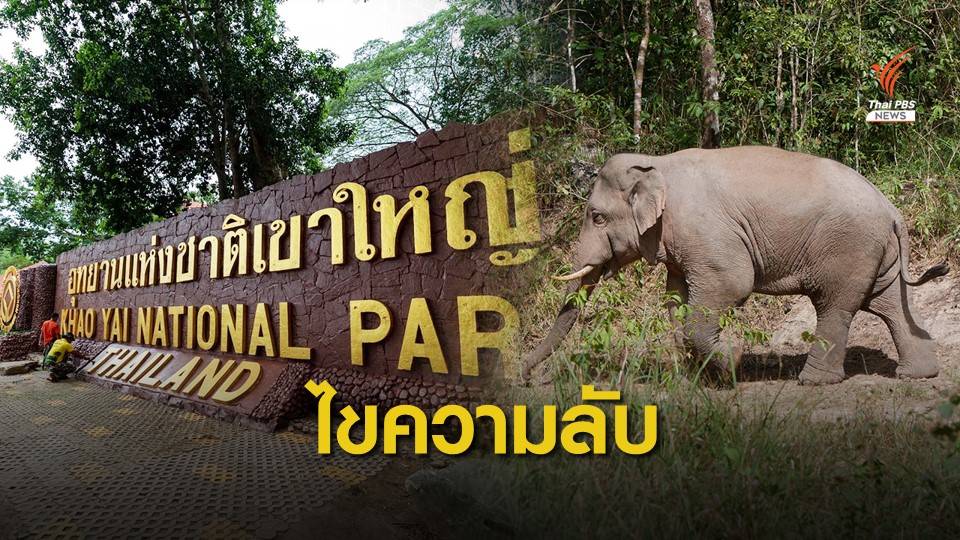 ไขความลับจากปลอกคอ "ช้างเจ้าดื้อ" แห่งเขาใหญ่