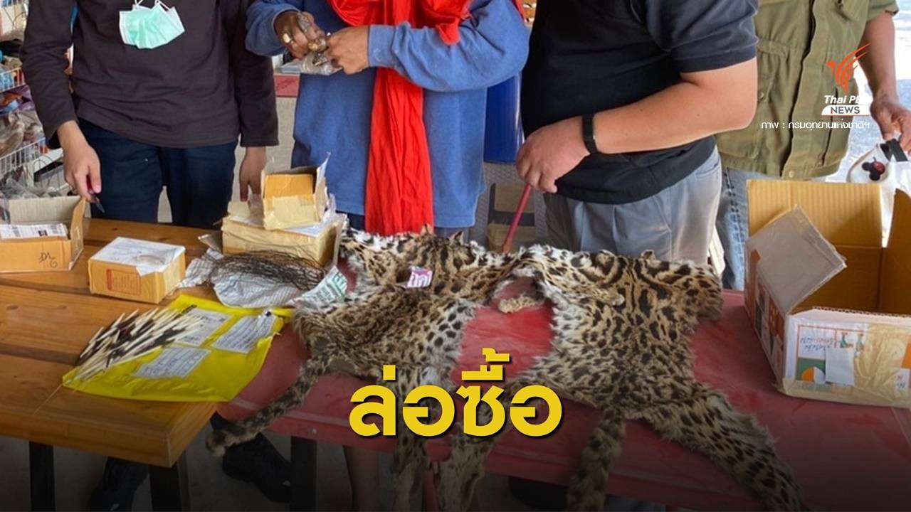 "พญาเสือ" จับชายขายซากสัตว์ป่า ตามยึดของกลางซุกบ้าน