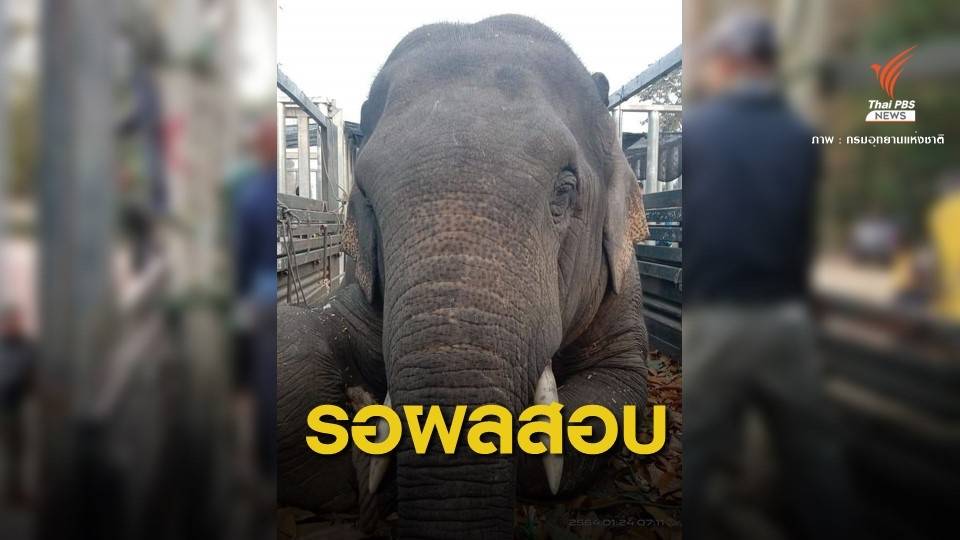 7 วันรู้ผล "พลายยันหว่าง" ช้างป่าตาย สงสัยให้ยาเกินขนาด