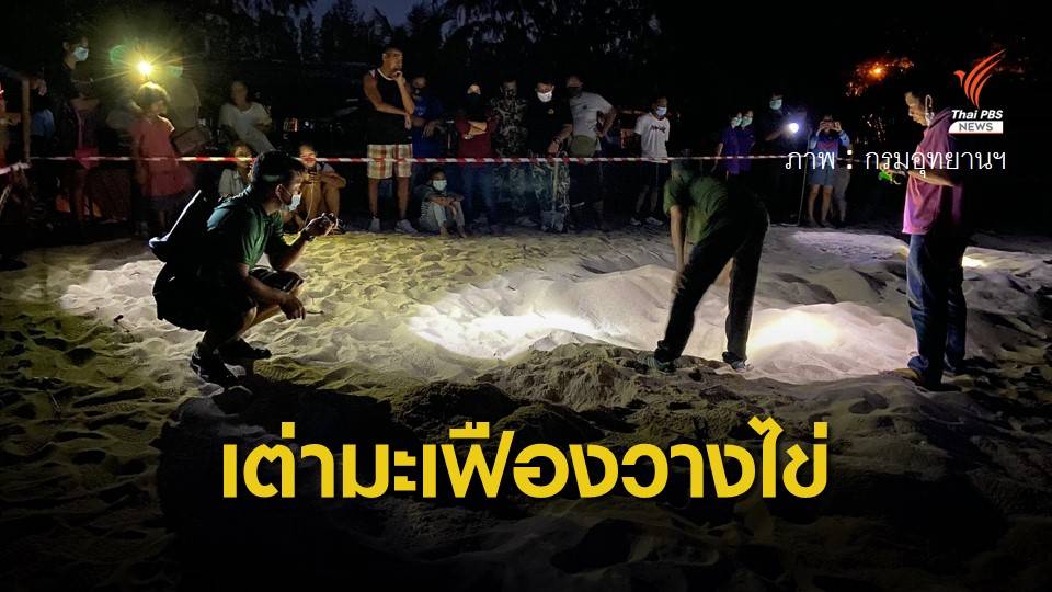 ข่าวดี! เต่ามะเฟืองขึ้นวางไข่หาดไม้ขาว ภูเก็ต