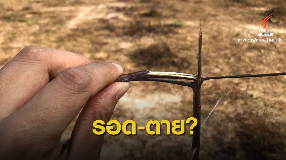 กรมป่าไม้ ยันต้นไม้ "ประวิตร-ฌอน" ปลูกป่าแม่ริมรอด 90%