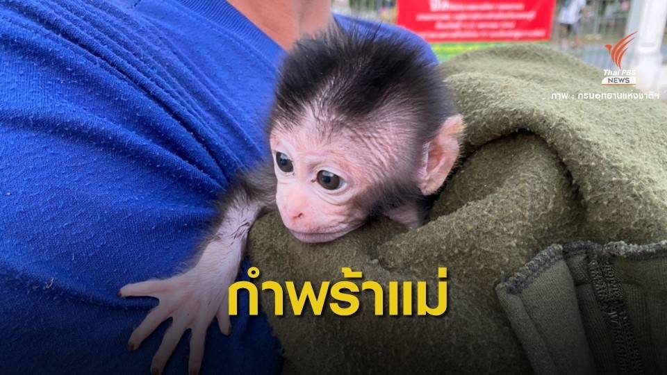 น่าสงสาร! ลูกลิงแสม 1 เดือนกำพร้าแม่ถูกรถชนตาย
