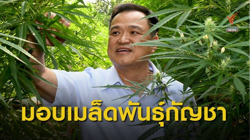 "อนุทิน" หนุนวิสาหกิจชุมชนลำปาง ปลูก-เก็บเกี่ยวกัญชา