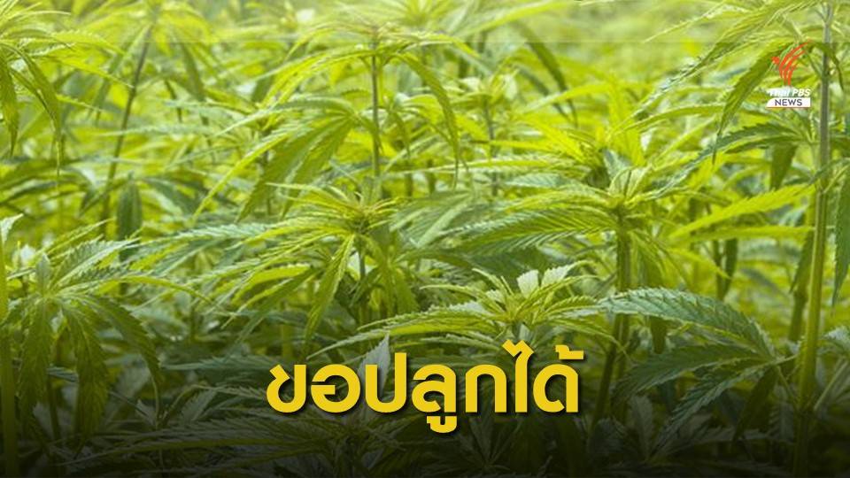 ดีเดย์วันนี้ ขออนุญาตปลูก "กัญชง" ได้แล้ว