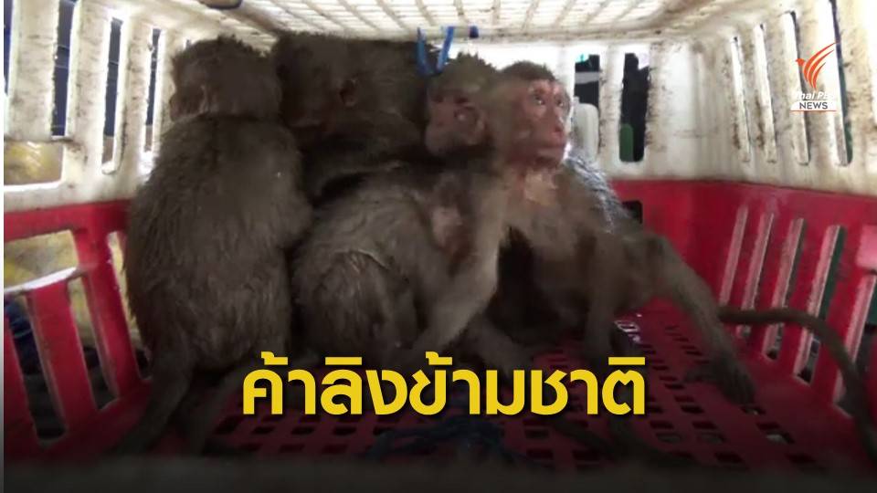 จับ 3 ผู้ต้องหาลอบดัก "ลิงแสม" ส่งขายต่างประเทศ