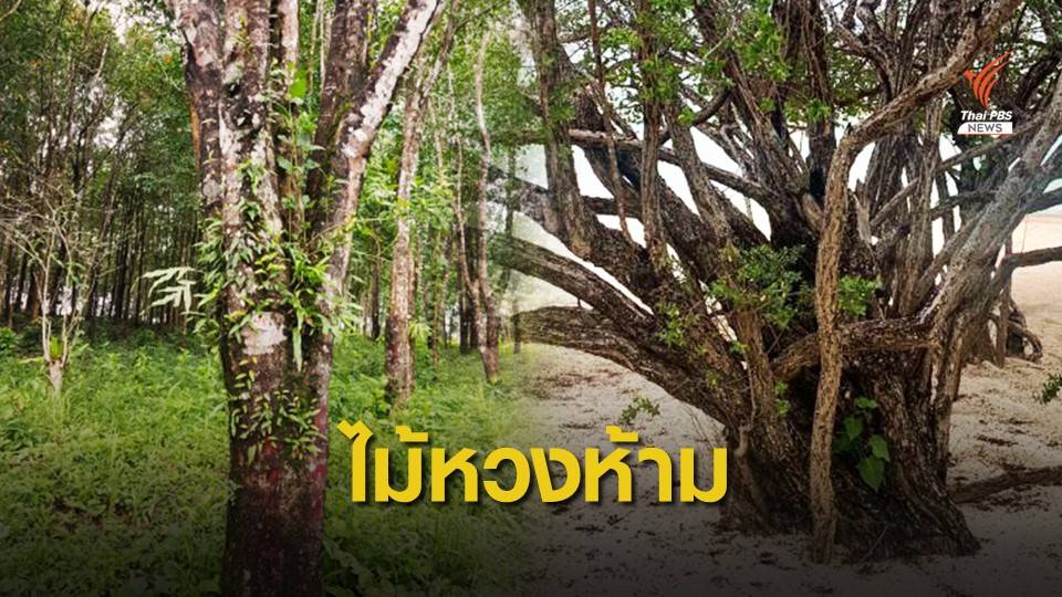 ไฟเขียวขึ้นบัญชี "เทียนทะเล-กฤษณา" ไม้หวงห้าม