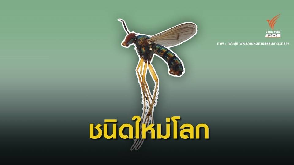 พบ"แมลงวันขายาว"ชนิดใหม่ของโลกจากป่าตำมะลัง จ.สตูล