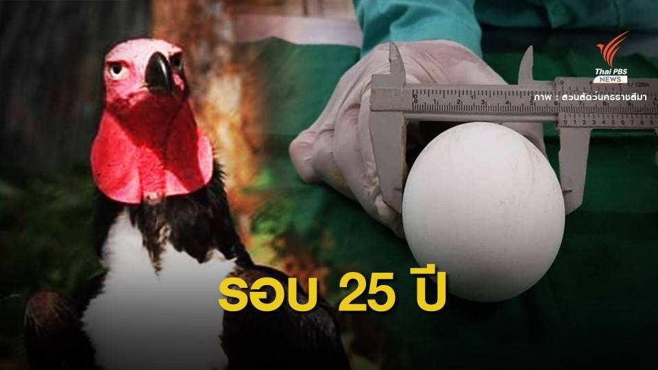 ตื่นเต้น! พญาแร้งวางไข่ครั้งแรกในรอบ 25 ปีของไทย