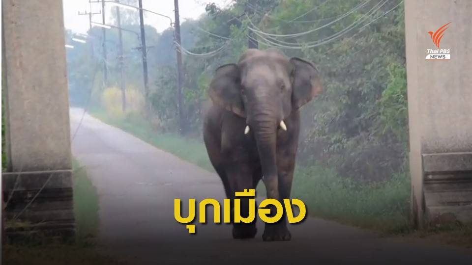 เตือน 3 ชุมชน "ช้างสีดอ" บุกเมืองสระแก้ว เตะจักรยานยนต์พัง