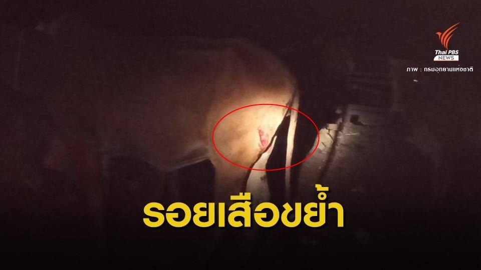 แกะรอย "เสือโคร่ง" หลุดป่าห้วยขาแข้งกัดวัว
