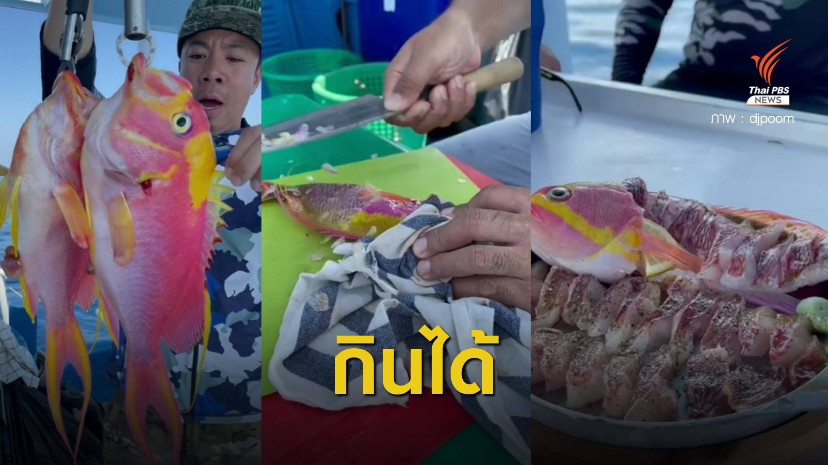 "กรมประมง" เฉลยแล้ว "ปลาพิ้งกี้" กินได้แต่ไม่นิยมในไทย