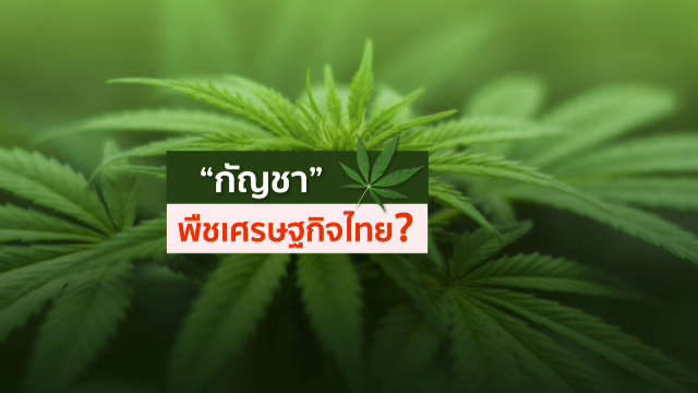 "กัญชา" พืชเศรษฐกิจไทย?