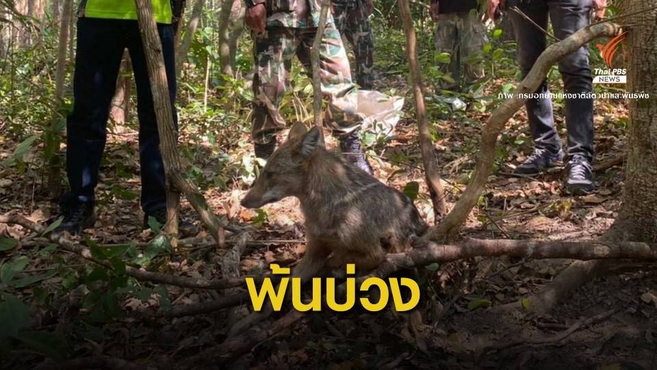 รอดตาย! จนท.พิทักษ์ป่าช่วย 2 หมาจิ้งจอกพ้นบ่วงดักสัตว์
