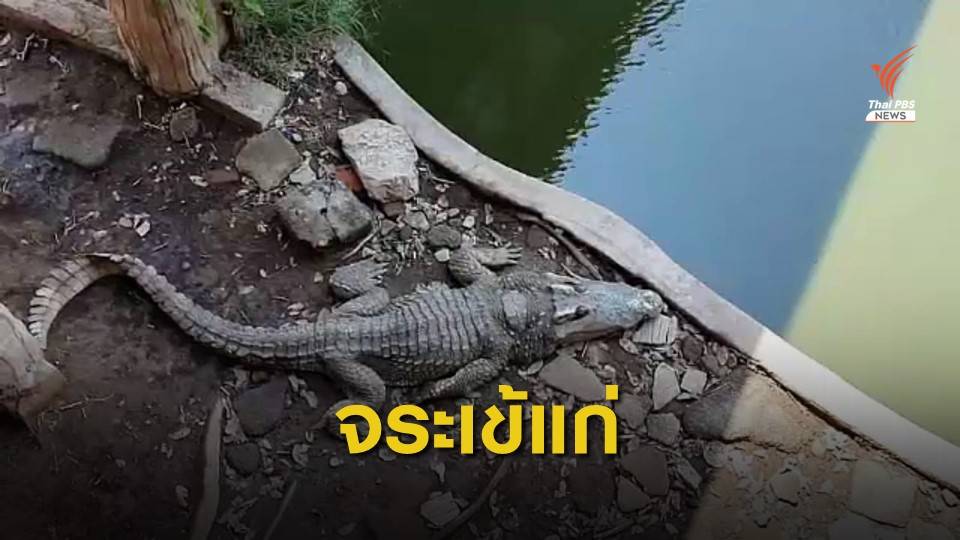 ตรวจฟาร์มจระเข้สมุทรปราการ หลังนทท.ร้องเรียนสัตว์ผอมโซ