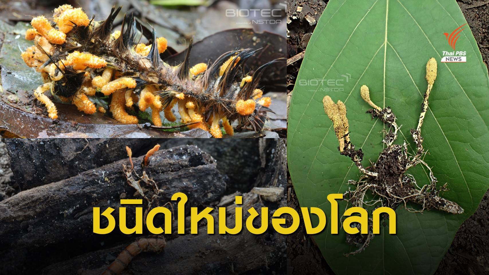 ข่าวดี! พบ 47 สายพันธุ์  "ราแมลง" ชนิดใหม่ของโลกในไทย