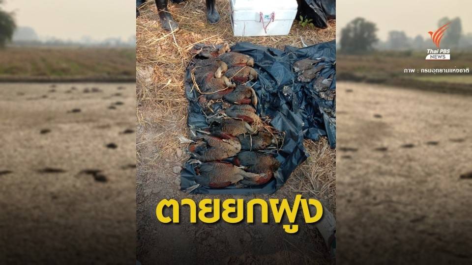 ยาฆ่าหญ้า! ปมสังหาร "เป็ดแดง" ตายเกลื่อนทุ่งนา 86 ตัว