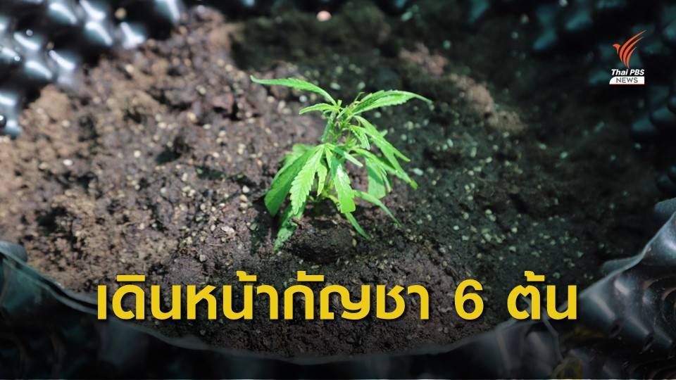 สธ.เปิดโครงการ "ปลูกกัญชา 6 ต้น" นำร่องโนนมาลัยโมเดล จ.บุรีรัมย์