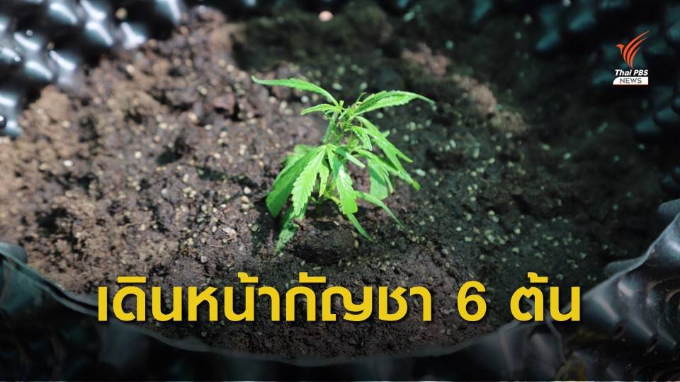 สธ.เปิดโครงการ "ปลูกกัญชา 6 ต้น" นำร่องโนนมาลัยโมเดล จ.บุรีรัมย์ 