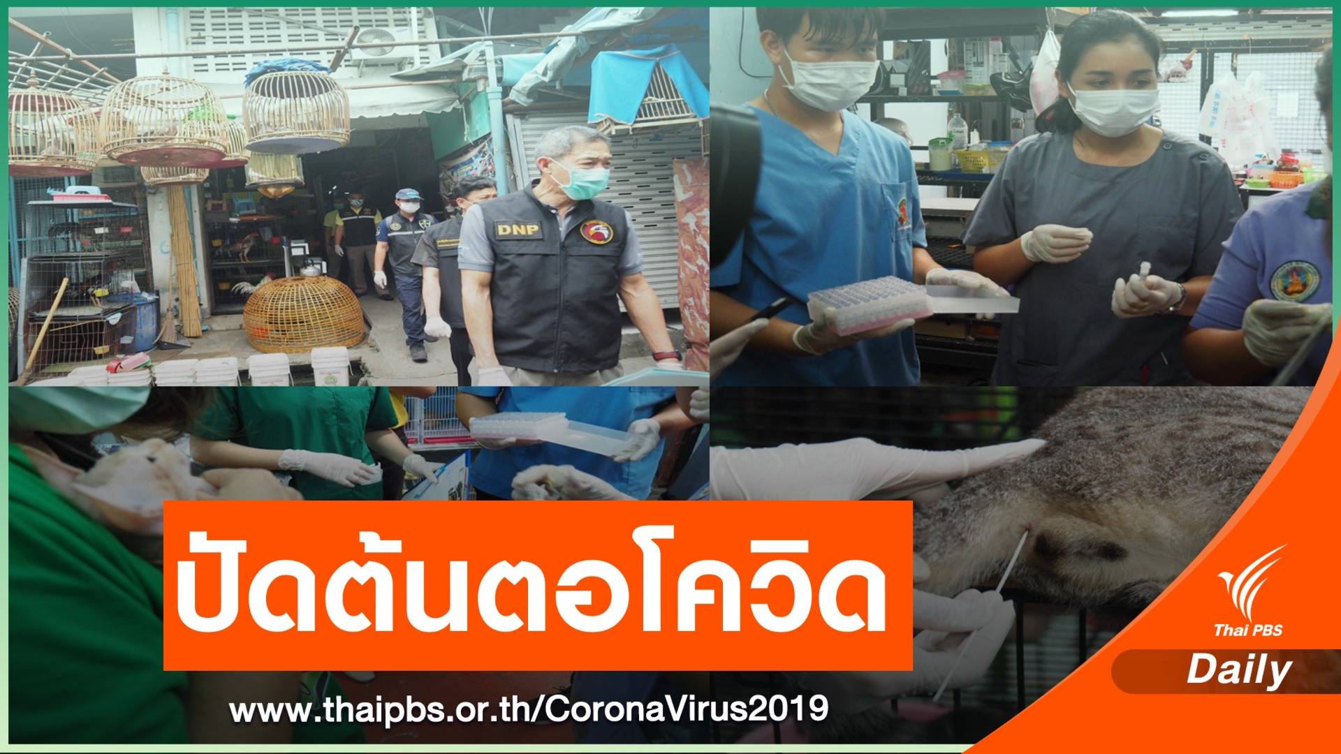 โต้ข่าว "จตุจักร-ค้างคาวไทย" แหล่งแพร่ COVID-19 ก่อนอู่ฮั่น