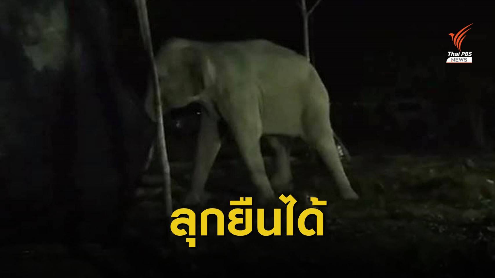 ลุกยืนแล้ว "แม่ช้างป่า" พยายามเดินเข้าป่าตามหาลูก
