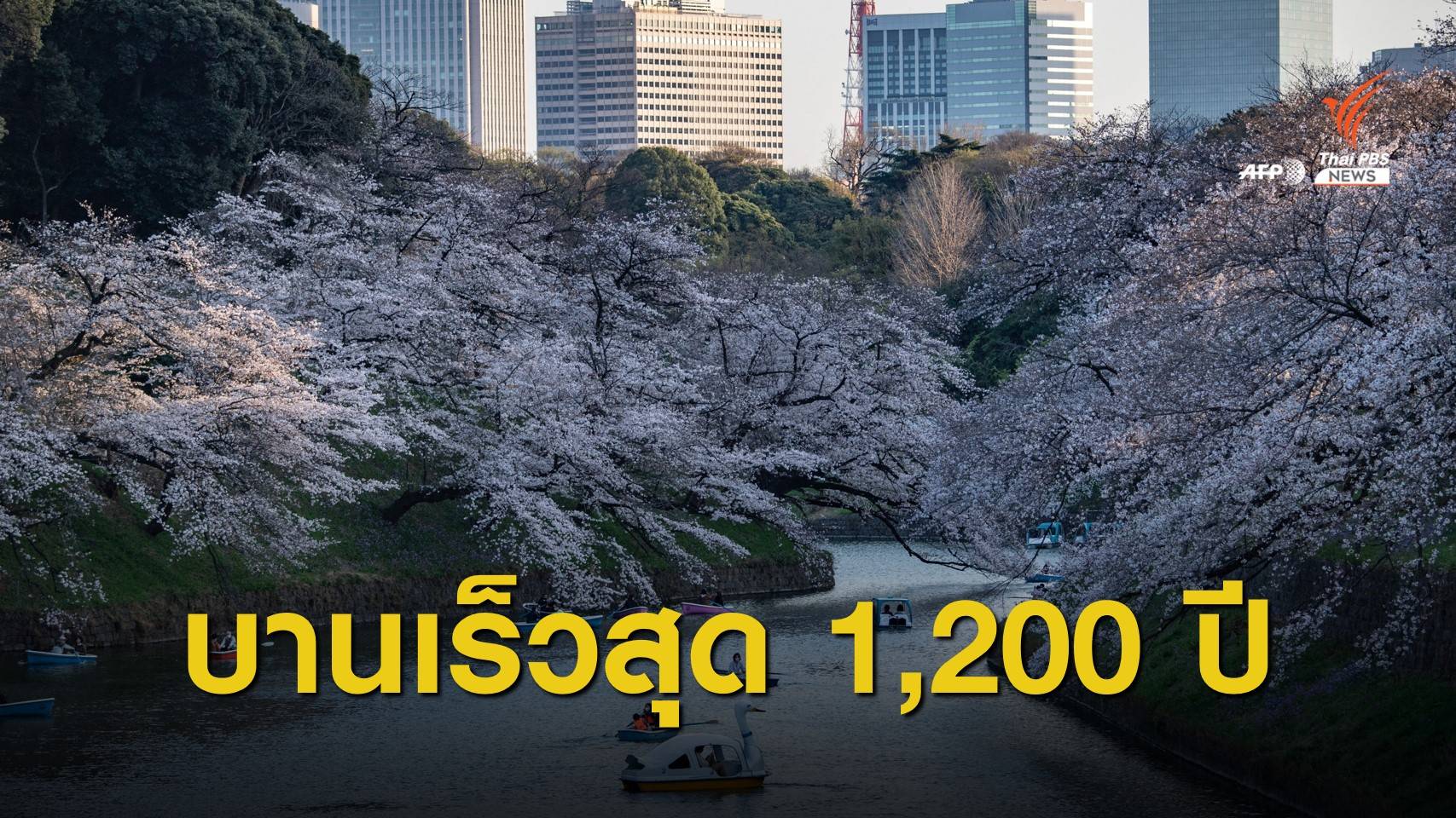 ภาวะโลกร้อน เร่ง "ซากุระ" ญี่ปุ่นบานเร็วสุดในรอบ 1,200 ปี