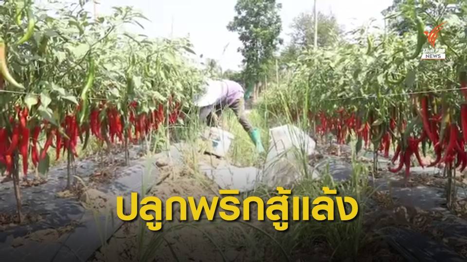 เกษตรกรปรับตัว ปลูกพริกสู้แล้ง รายได้ดีกว่าทำนา