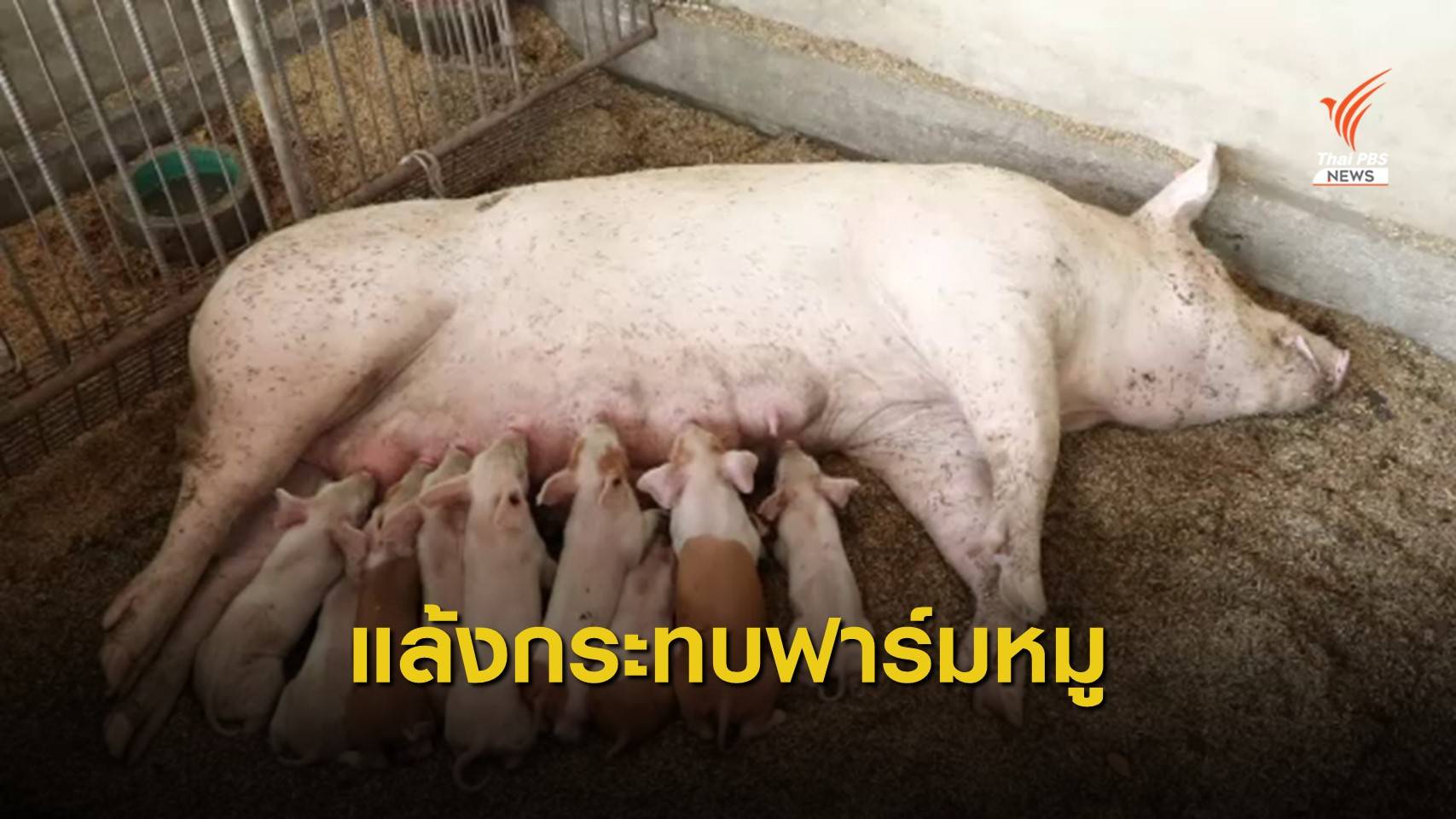 แล้ง-ร้อน-โรคระบาดกระทบเกษตรกรเลี้ยงหมู