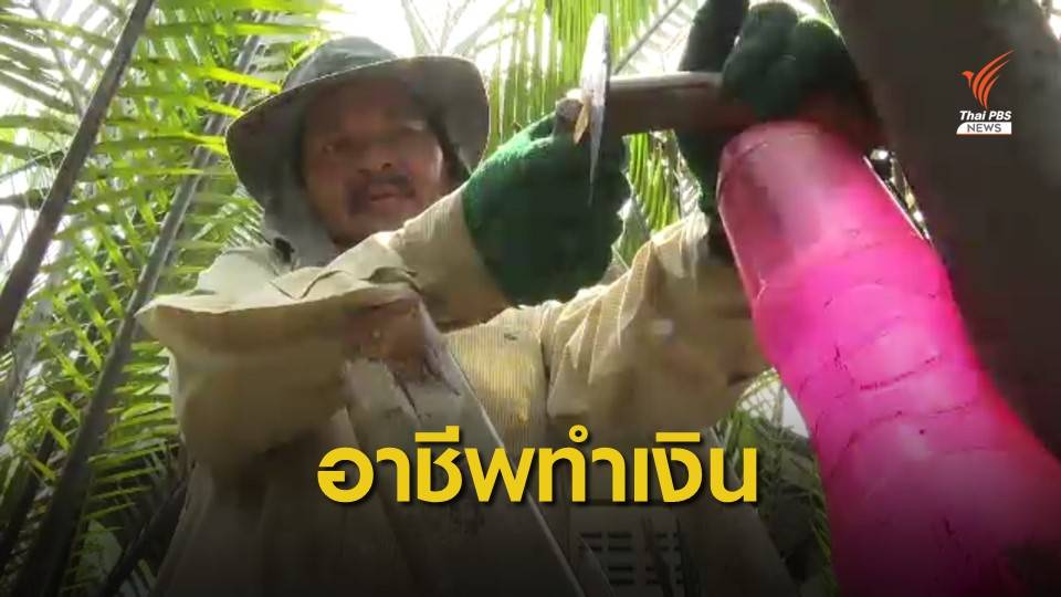 "น้ำตาลจาก" พืชเศรษฐกิจทำเงินชาวลุ่มน้ำปากพนัง