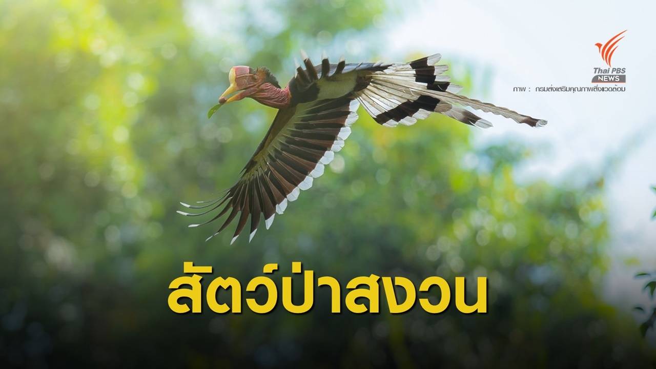 ขึ้นบัญชี “นกชนหิน” สัตว์ป่าสงวน ลำดับที่ 20