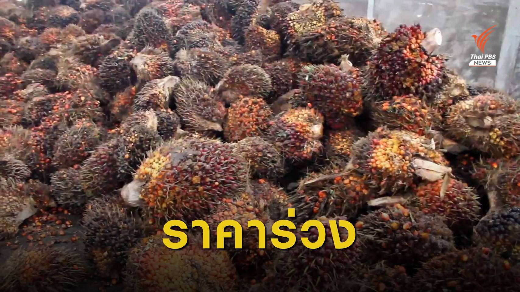 ก.พาณิชย์ใช้กฎหมายคุมพ่อค้าทุบราคาปาล์มร่วง