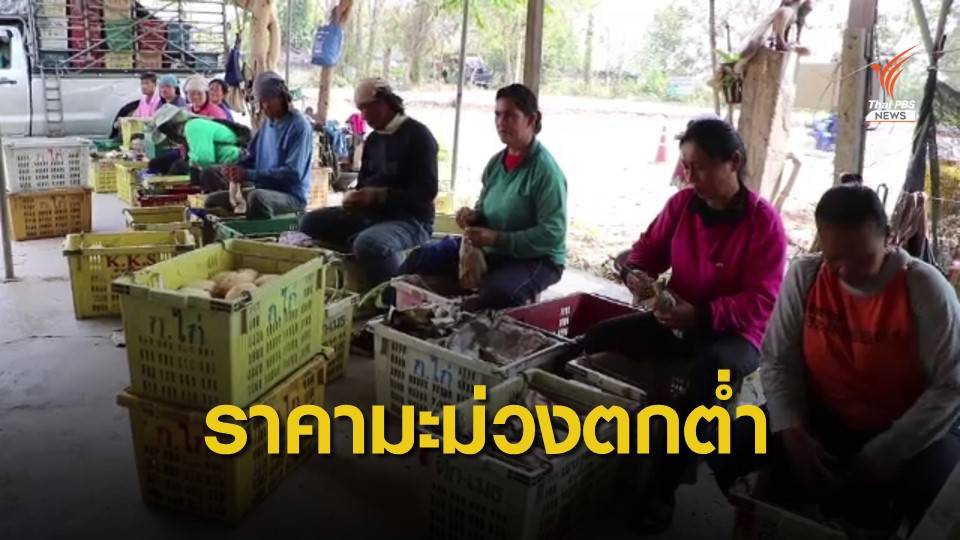 มะม่วงน้ำดอกไม้สีทอง ราคาตกต่ำ