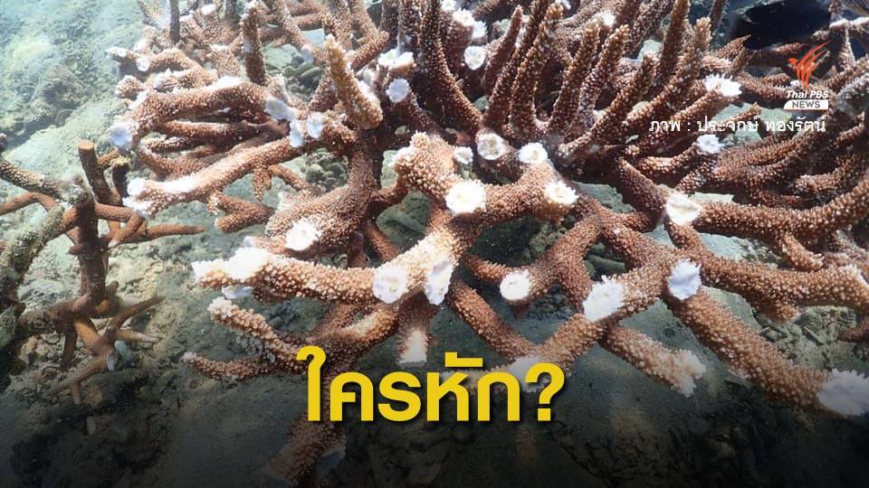 เร่งตามตัว มือหักยอดปะการังในแปลงฟื้นฟู "เกาะทะลุ"