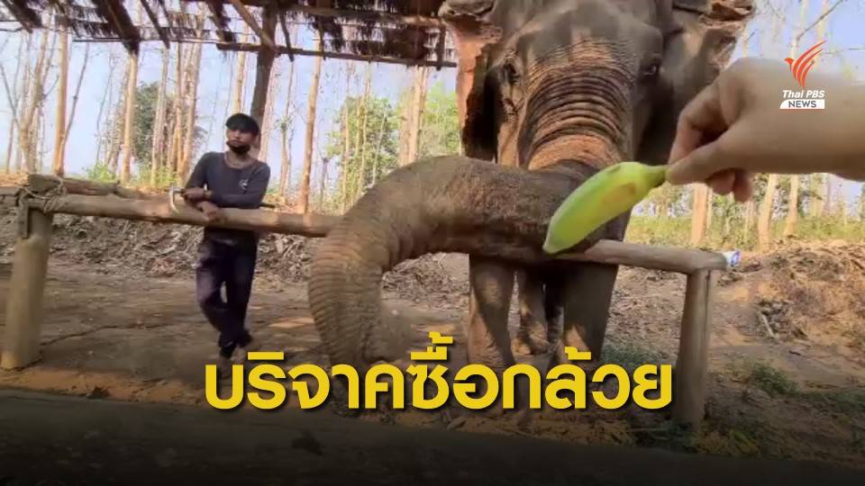 บริจาคซื้อกล้วยออนไลน์ช่วยปางช้างสุโขทัย