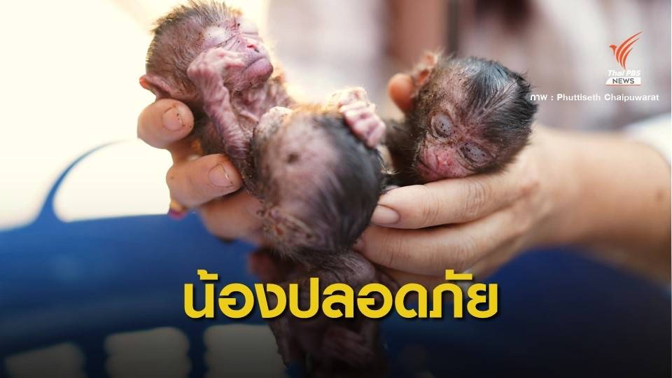 หายาก! ลูกลิงแฝด 3 ถูกแม่ทิ้งห้อยกันสาด อาการปลอดภัยแล้ว