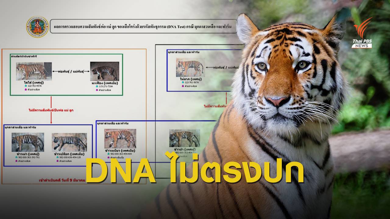 แจ้งข้อหาเพิ่ม สวนสัตว์ดัง "3 เสือโคร่ง" DNA ไม่ตรงปก