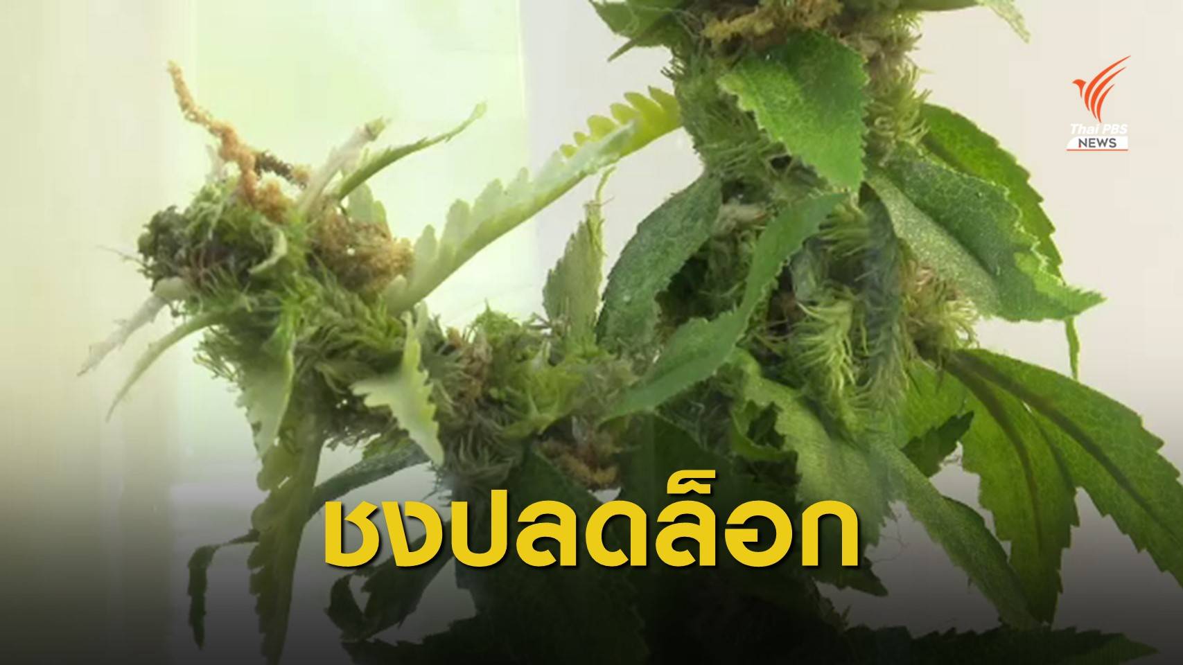 โรงงานยาสูบฯ ลุ้นกฤษฎีกา ปลดล็อคทำธุรกิจกัญชาได้