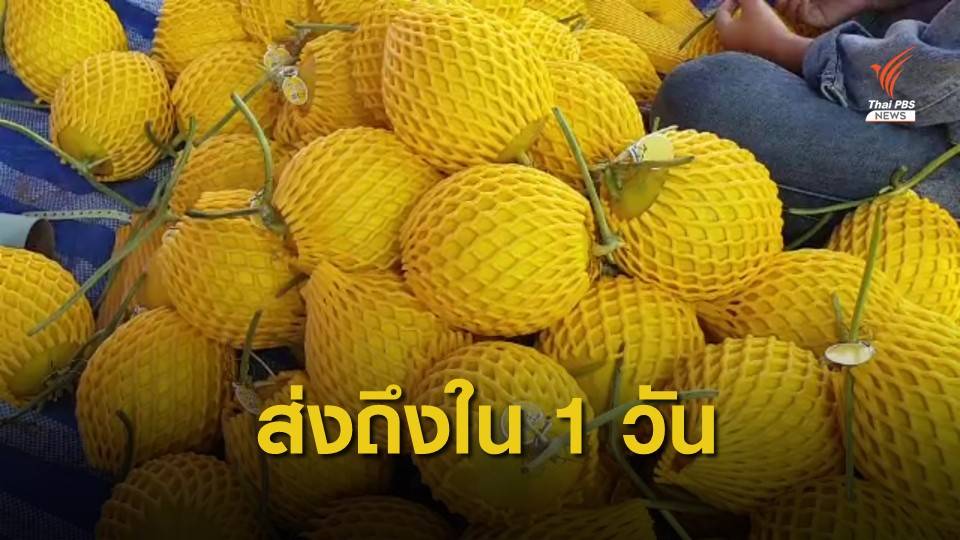 "ไปรษณีย์ไทย" จัดส่งเมล่อนห้วยกระเจาถึงปลายทางใน 1 วัน