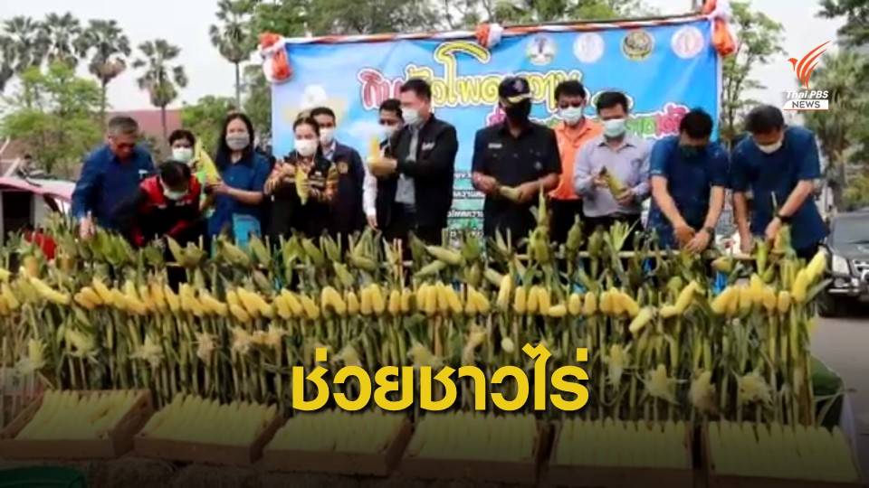 จ.นครราชสีมา จัดงานข้าวโพดหวานช่วยเกษตรกร